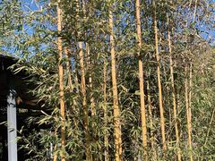 -清凉山国家森林公园