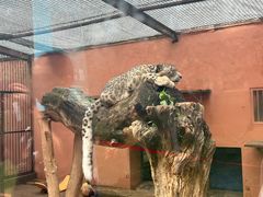 -青藏高原野生动物园