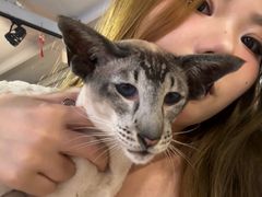 -豆逗聊愈猫阁Easy Life