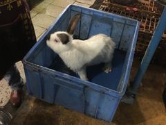 -温江公平红烧兔(总店)