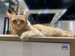 -藏猫猫咖啡主题馆(中央大道店)