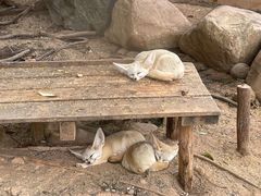 -灵玲国际马戏城