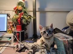 -喵zoo家庭繁育猫舍(尖东智能花园店)