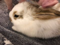 -浣熊柯尔鸭土拨鼠·电玩咖