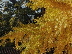 -潭柘寺景区