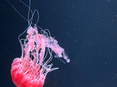 -欢乐海岸海洋奇梦馆