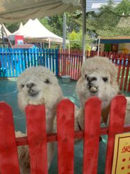 -萌宠亲子动物乐园(槐房万达店)