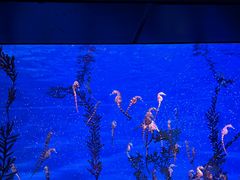 -上海海洋水族馆