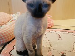 -momokira米努特·德文卷毛猫·棉花面纱犬