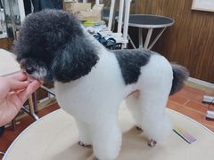 -鑫艺宠物美容培训学校