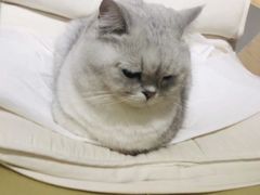 -有猫咖啡umeow coffee