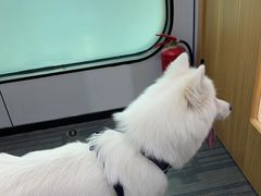 -pd派德宠物中心医院24H急重症·眼科中心·血液透析中心(嵩山北路店)