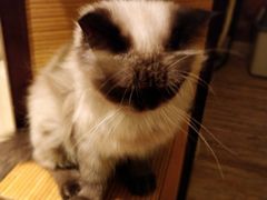 -more than meow吴止猫主题餐厅(承德 中船汇店)