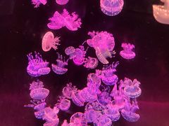 -欢乐海岸海洋奇梦馆