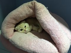 -喵的天空名猫咖啡馆·撸猫·猫舍·用品