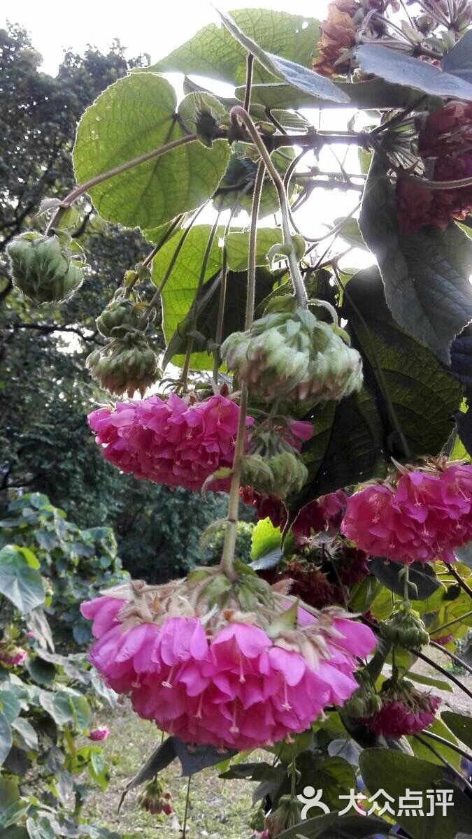 中国科学院华南植物园非洲芙蓉图片-北京植物园-大众点评网