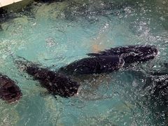 -旭龙鱼头王(航华店)