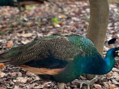 -J Create城市露营咖啡·简餐·宠物(上海动物园店)