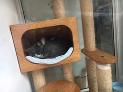 -秀猫阁·猫咪花园(万达店)