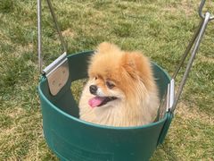 -爪吧宠物乐园 (温榆河示范区店)