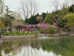 -嘉定紫藤园