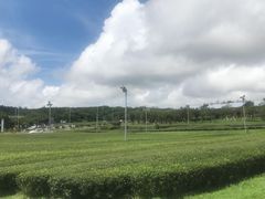 -雪绿茶博物馆
