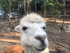 -清迈夜间动物园