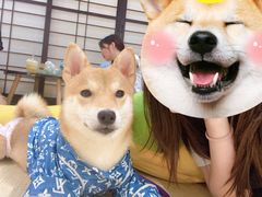 -逗柴咖啡屋·狗咖猫咖宠物桌游