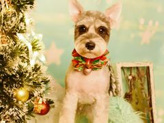 -读宠于你·约克夏比熊·睫角守宫·爬宠售卖(高新店)