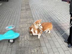 -帕帕拉兹宠物(亚洲旗舰店)