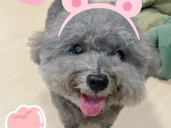 -PETKIT 小佩宠物·低压洗护·美容·寄养(安远店)