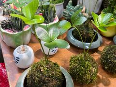 -循礼门鲜花花市(武汉循礼门店)