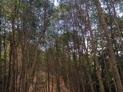 -火炉山森林公园