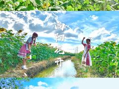 -百万葵园