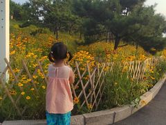 -小麦岛公园