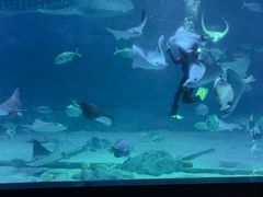 -烟台海昌鲸鲨海洋公园