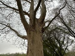 -泰丰公园