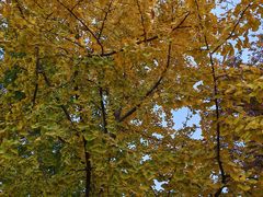 -1861意大利餐厅(来福士店)