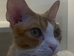 -小猫来了·猫舍(红山六九七九店)