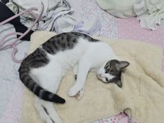 -御宝贝·A梦猫科宠物医院(国际猫友好医院)