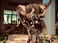 -自贡恐龙博物馆