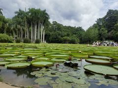 -中国科学院西双版纳热带植物园