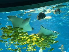-海合安武汉极地海洋公园