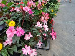 -五谷芳乳鸽王(海景店)