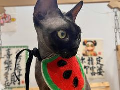 -楼上猫咖(罗湖店)