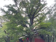 -晋祠公园