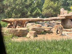 -北京野生动物园