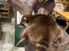 -more than meow吴止猫主题餐厅(承德 中船汇店)