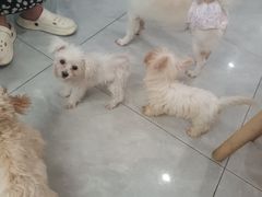 -柴犬小屋·柴餐厅·狗咖食堂(金鼎广场店)