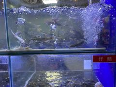 -石锅苗苗鱼(武汉首店)